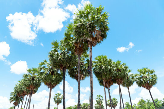  Group of Sugar palm trees, Palmyra Palm trees,  against  blue sky   background.