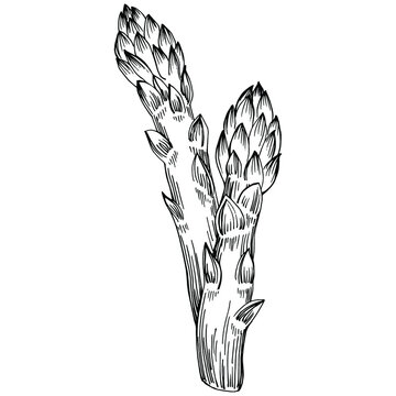 Asparagus isolated hand drawn illustration. Food vegetable engraved style object. Great for menu, label, icon, cover, social post.