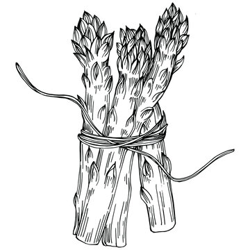 Asparagus isolated hand drawn illustration. Food vegetable engraved style object. Great for menu, label, icon, cover, social post.