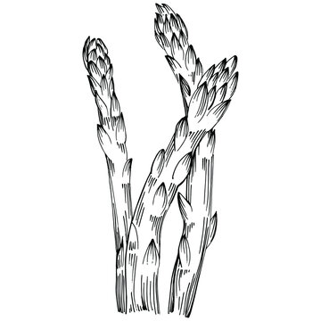 Asparagus isolated hand drawn illustration. Food vegetable engraved style object. Great for menu, label, icon, cover, social post.