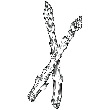 Asparagus isolated hand drawn illustration. Food vegetable engraved style object. Great for menu, label, icon, cover, social post.