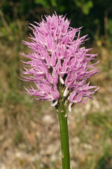 naked man orchid