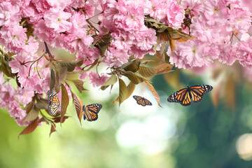 Beautiful sakura tree with delicate pink flowers and flying butterflies outdoors