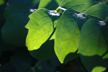The reflection of light on the green leaves of a tree