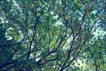 leaves and branches