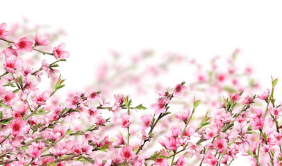 Beautiful sakura tree branches with delicate pink flowers on white background