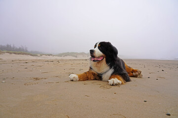  Bernese Mountain Dog relaxing on sandy beach 