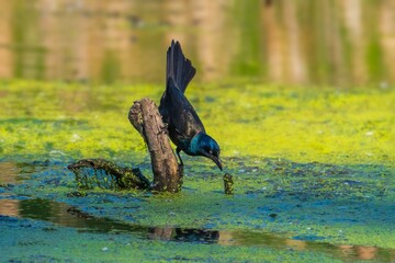 Beautiful black bird standing on a branch above the water