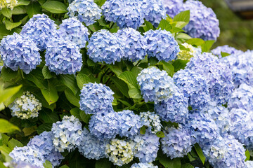 飛鳥山公園のアジサイ