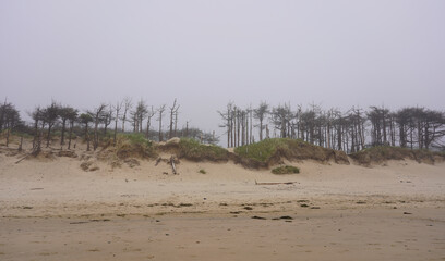 Dunes and trees on the cloudy summer day, Llanddwyn in Anglesey