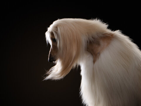 portrait of an Afghan hound on a black background. long-haired dog for excellent grooming