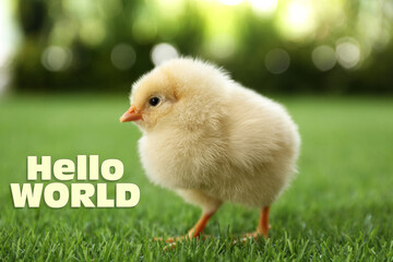 Hello World. Cute fluffy chick on green grass outdoors, closeup