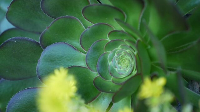 Aeonium arboreum houseleek tree yellow flower, California USA. Irish rose dark succulent inflorescence. Home gardening, american decorative ornamental houseplant, natural botanical desert atmosphere.