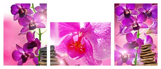 COLLAGE DE ORQUÍDEAS ROSAS
