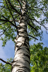 Fototapeta premium Karelian birch on a background of blue sky
