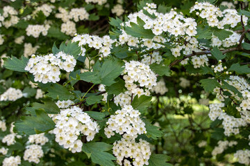 White hawthorn flowers in the botanical garden