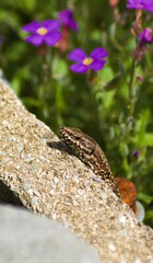butterfly on a flower