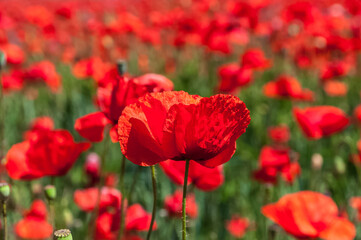 ein leuchtendes Mohnblumenfeld