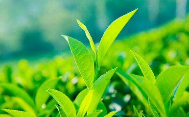 Close up of tea leaves in a farm in Sri Lanka