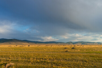 Fototapeta premium sunset over the field