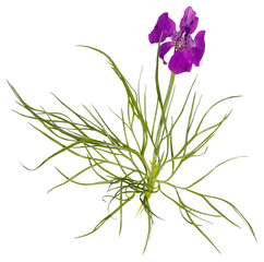 Fototapeta na wymiar violet flower (mouse pea or delphinium or Aconite) isolated on white
