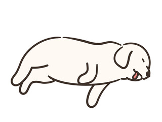 寝ている白い犬　大型犬