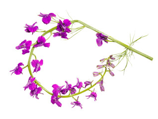 Fototapeta na wymiar violet flower (mouse pea or delphinium or Aconite) isolated on white