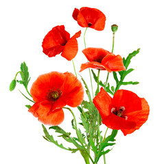 Fototapeta premium Red poppies isolated on white background. Spring or summer wild field flowers. Poppy flowers. Parts of plant: flower head, stem, bud and leaves