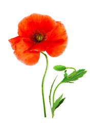 Obraz premium Red poppies isolated on white background. Spring or summer wild field flowers. Poppy flowers. Parts of plant: flower head, stem, bud and leaves