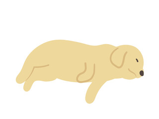 寝ている犬　大型犬