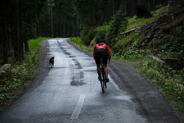 Road cyclist and two stray dog are riding along a beautiful mountain road through a pine forest