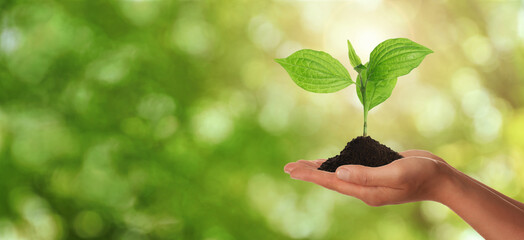 Closeup view of woman holding small plant in soil on blurred background, banner design with space for text. Ecology protection