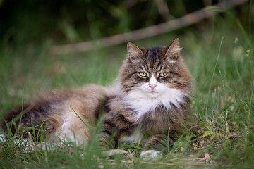 Naklejka na ściany i meble beautiful fluffy cat on the grass looking the camera