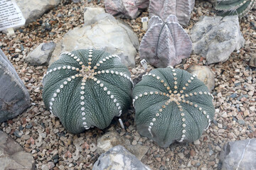 Astrophytum asterias cactus