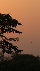 Silhouette of tree leaves with the sunset on the background

