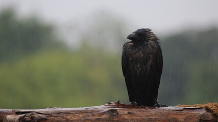 Black raven perched on a tree branch on a blurred background

