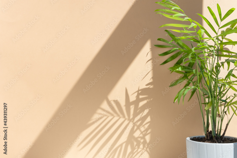 Wall mural decorative hamedorea or areca palm in a modern flower pot in the sun against the background of a bei