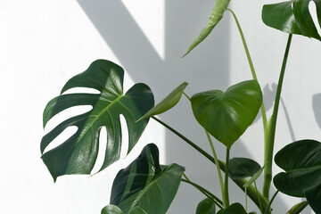 Beautiful monstera deliciosa or Swiss cheese plant in the sun against the background of a white...