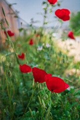 poppy field in nature