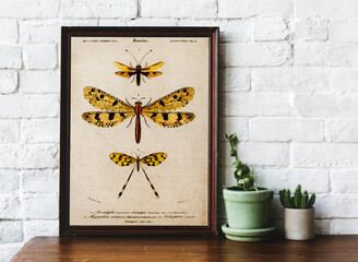 Hand drawing of bugs collection in photo frame home interior decoration