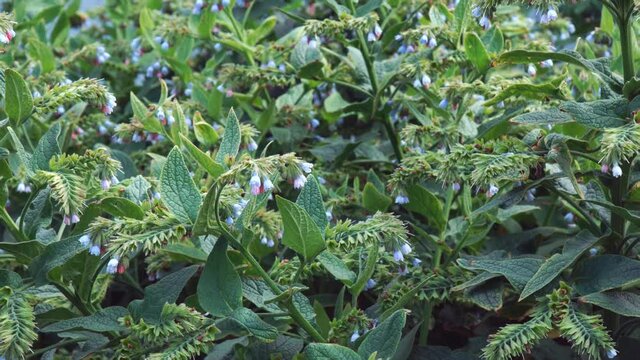 Small blue flower comfrey bell. Symphytum officinale. Medicinal plant. Camera panning. Selective focus
