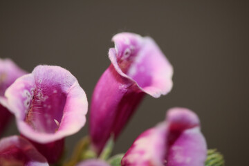 Purple flower blossom close up background digitalis purpurea family plantaginaceae high quality big...