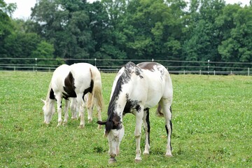 Appaloosa horses on a ranch field grazing.