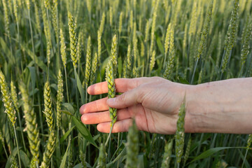 Green spikelet in a woman's hand on background of a wheat field. Quality control. Concept of organic farming, agriculture. © LariBat