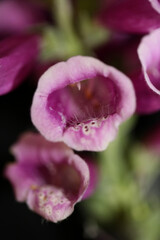 Fototapeta na wymiar Purple flower blossom close up background digitalis purpurea family plantaginaceae high quality big size print