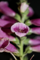 Fototapeta na wymiar Purple flower blossom close up background digitalis purpurea family plantaginaceae high quality big size print