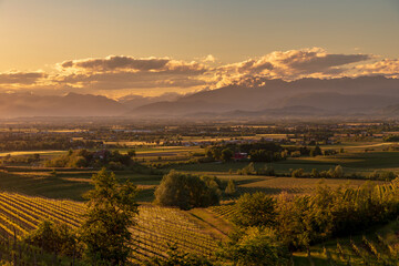 Fototapeta premium Spring sunset in the vineyards of Rosazzo