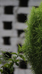 Vertical closeup shot of lush green plants with wet leaves on a blurred background in a garden

