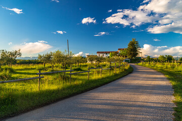 Spring sunset in the vineyards of Rosazzo