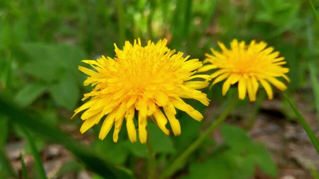 Close-up of blooming yellow dandelions swaying in the wind in the meadow